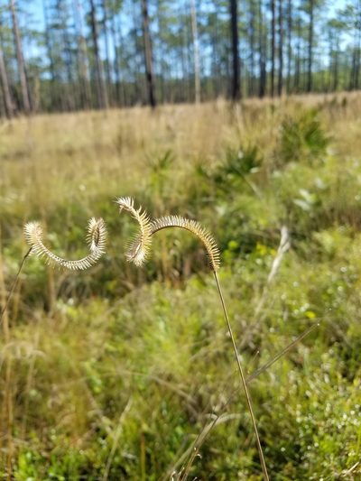 Ctenium floridanum, photographed by Scott Ward