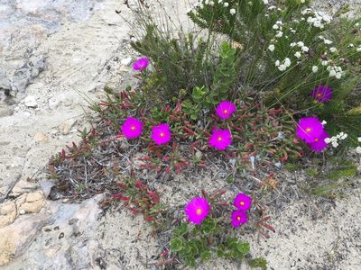 Lampranthus ceriseus, photographed by Caroline Voget