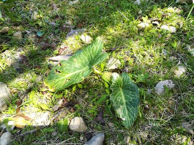 Arum pictum, photographed by Rachel Webster