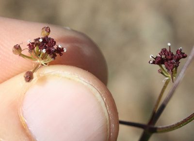 Lomatium marginatum, photographed by Scott Loarie