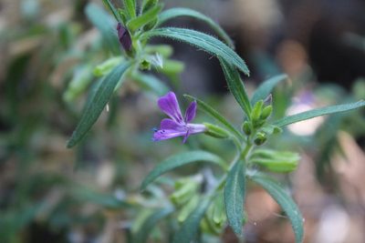 Bonplandia geminiflora, photographed by Julián-Caballero C. Camilo