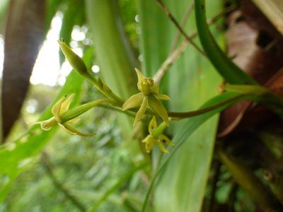 Prosthechea grammatoglossa, photographed by Daniel van der Post