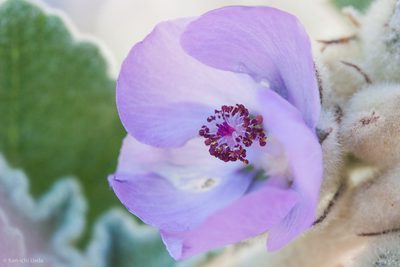 Malacothamnus fremontii, photographed by Ken-ichi Ueda