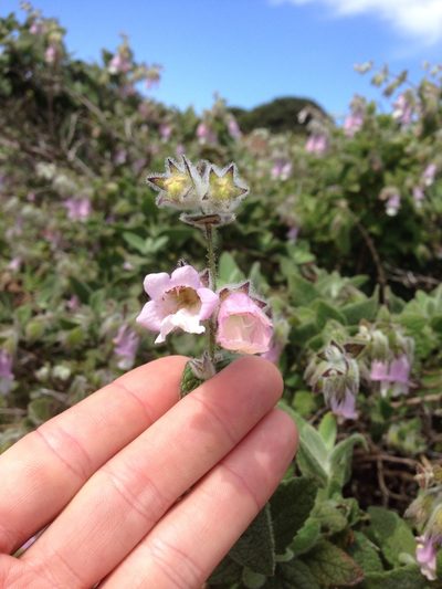 Lepechinia fragrans, photographed by Martin Purdy