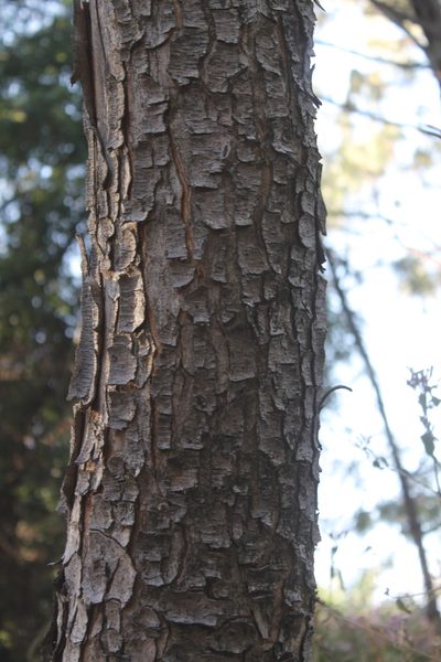 Lysiloma acapulcense, photographed by Viacheslav Shalisko