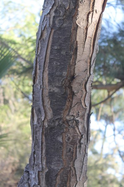 Lysiloma acapulcense, photographed by Viacheslav Shalisko