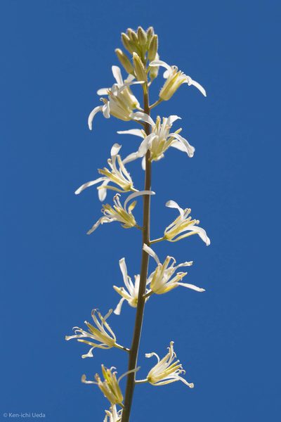 Streptanthus flavescens, photographed by Ken-ichi Ueda