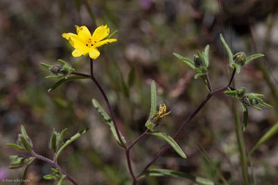 Lagophylla minor, photographed by Ken-ichi Ueda