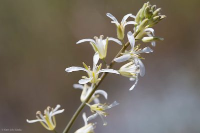 Streptanthus flavescens, photographed by Ken-ichi Ueda