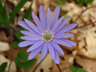 Anemonoides apennina, photographed by Emanuele Santarelli