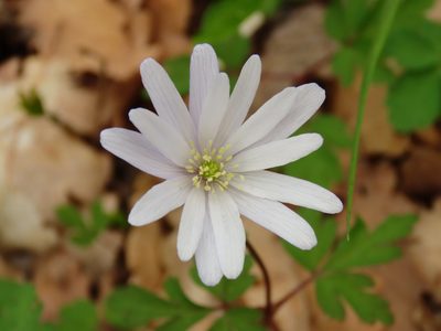 Anemonoides apennina, photographed by Emanuele Santarelli