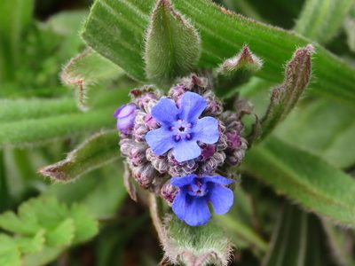 Cynoglottis barrelieri, photographed by Emanuele Santarelli