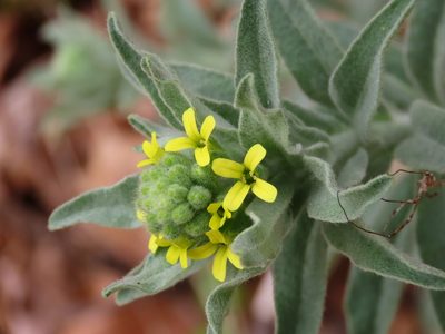 Fibigia clypeata, photographed by Emanuele Santarelli