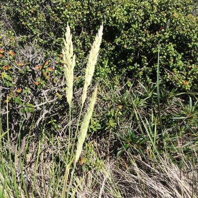Calamagrostis ophitidis, photographed by Alisa Kim