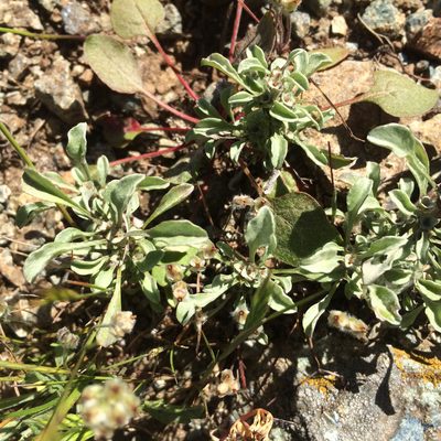 Hesperevax sparsiflora, photographed by Alisa Kim