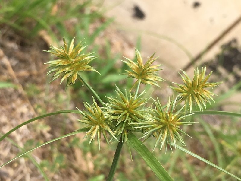 Cyperus retroflexus, photographed by Zinogre
