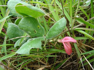 Canavalia sericea, photographed by Lisa Bennett