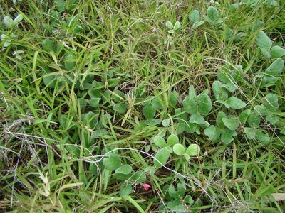 Canavalia sericea, photographed by Lisa Bennett