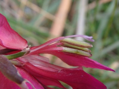 Gladiolus illyricus, photographed by Daniel Cahen