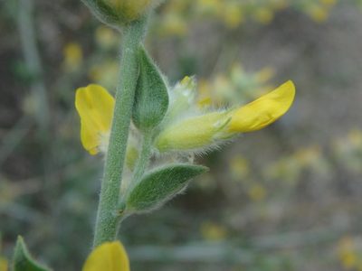 Anthyllis cytisoides, photographed by Daniel Cahen