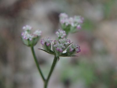 Torilis africana, photographed by Daniel Cahen