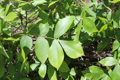 Carya texana, photographed by cwhiting