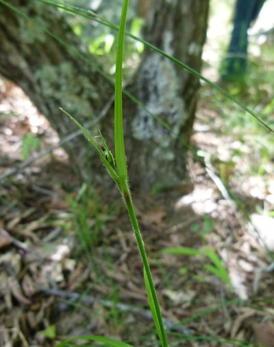 Scleria oligantha, photographed by botanygirl