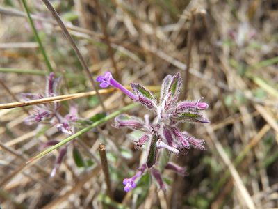 Hedeoma costata, photographed by Leticia Jiménez Hernández