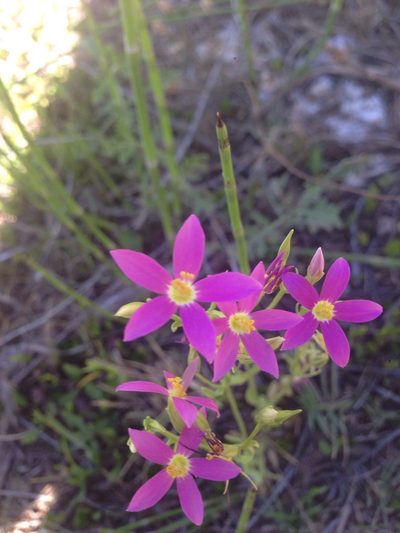 Zeltnera arizonica, photographed by Oscar C. González Martínez