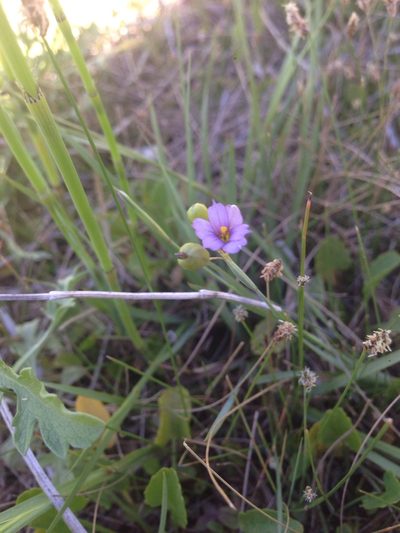 Sisyrinchium scabrum, photographed by Oscar C. González Martínez