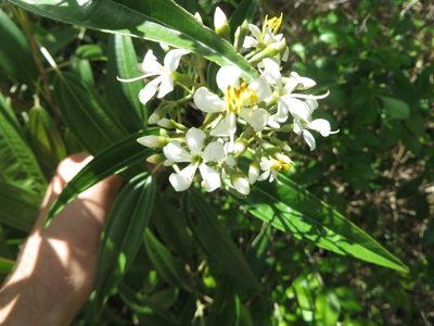 Miconia bicolor, photographed by Ben Machado