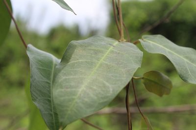 Mesechites trifidus, photographed by Andrés Ramírez-Barrera