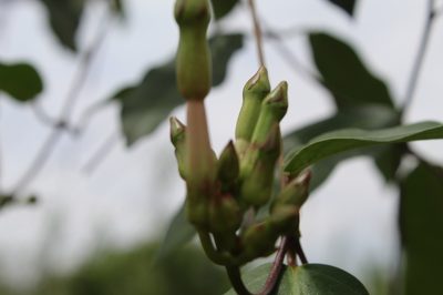 Mesechites trifidus, photographed by Andrés Ramírez-Barrera