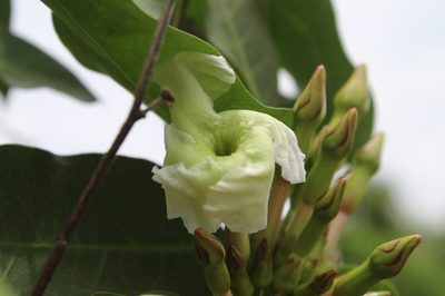 Mesechites trifidus, photographed by Andrés Ramírez-Barrera