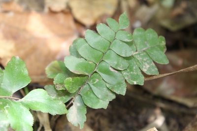 Adiantum petiolatum, photographed by Andrés Ramírez-Barrera