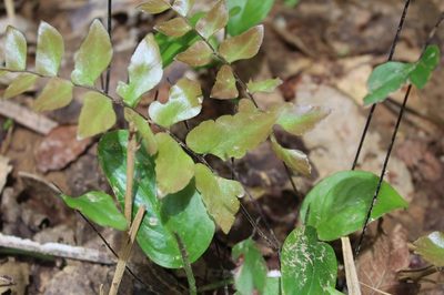 Adiantum petiolatum, photographed by Andrés Ramírez-Barrera
