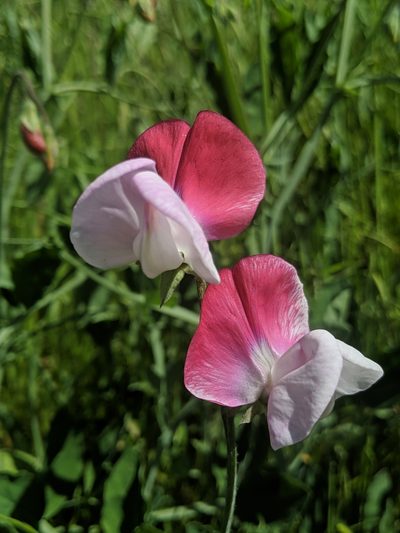 Lathyrus odoratus, photographed by Alex Heyman