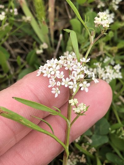 Limnosciadium pinnatum, photographed by Sam Kieschnick