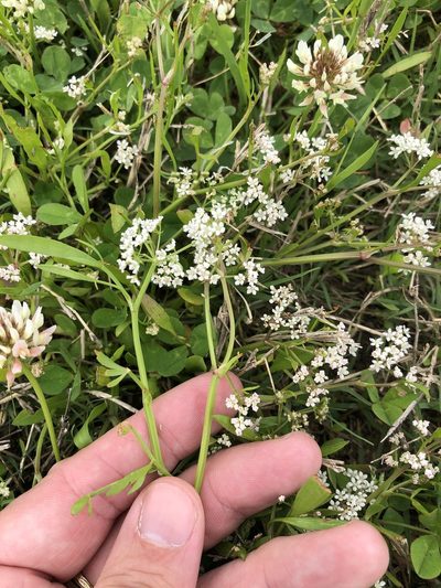 Limnosciadium pinnatum, photographed by Sam Kieschnick