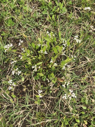 Limnosciadium pinnatum, photographed by Sam Kieschnick