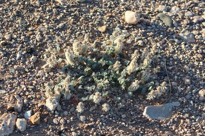 Dalea neomexicana, photographed by Eliseo D Moreno