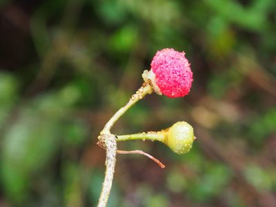 Marcgravia caudata, photographed by Lena Struwe