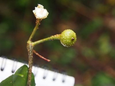 Marcgravia caudata, photographed by Lena Struwe