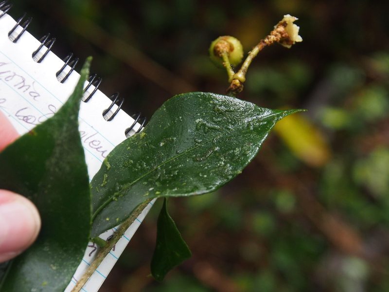 Marcgravia caudata, photographed by Lena Struwe