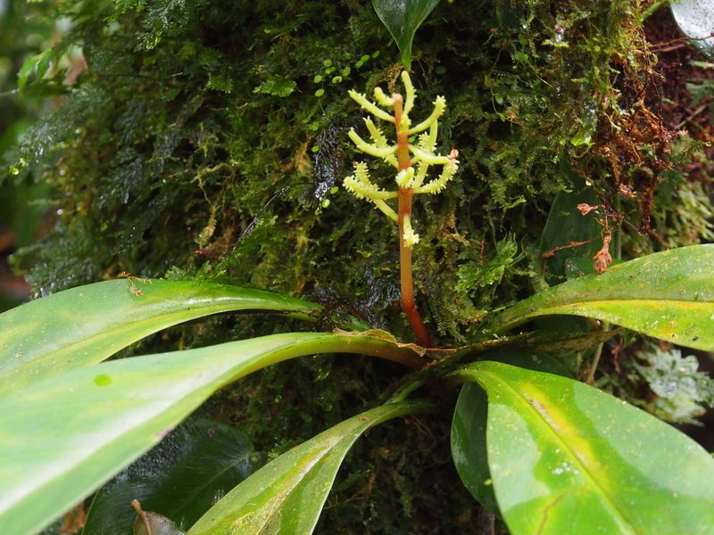 Peperomia pernambucensis, photographed by Lena Struwe