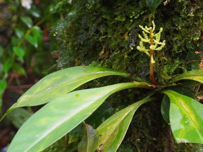 Peperomia pernambucensis, photographed by Lena Struwe