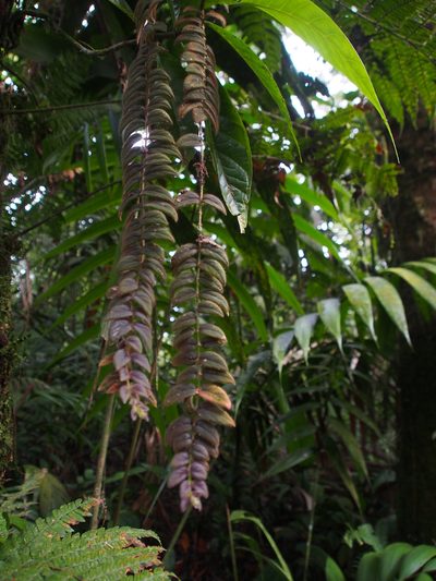 Columnea microcalyx, photographed by Lena Struwe