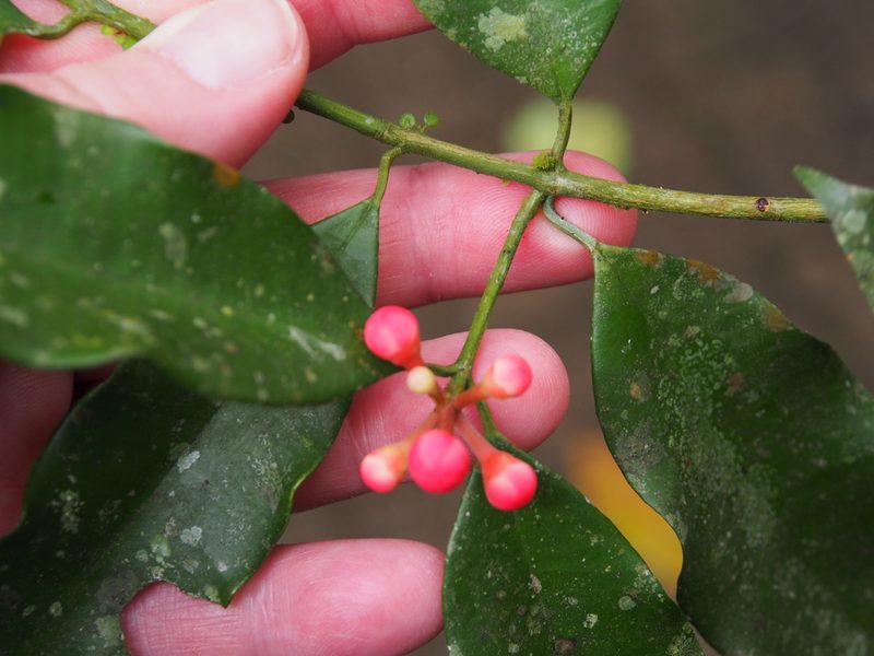 Symphonia globulifera, photographed by Lena Struwe