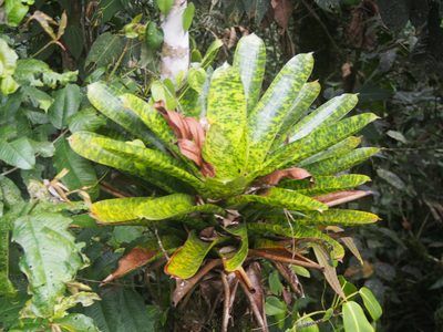 Werauhia kupperiana, photographed by Lena Struwe