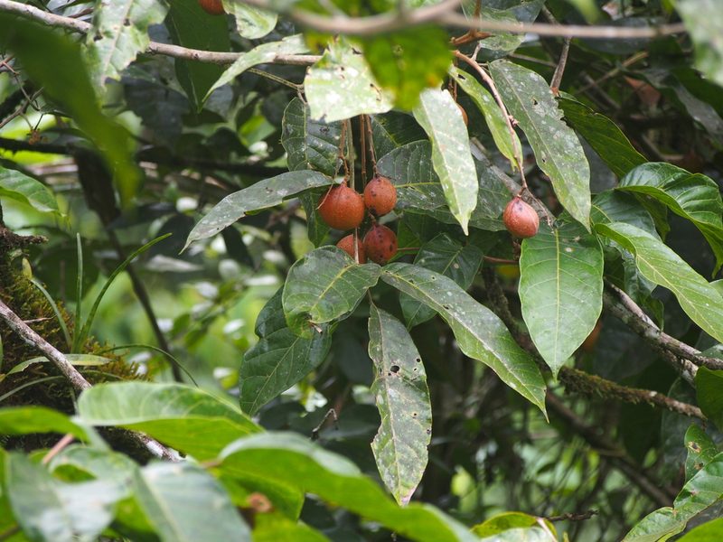 Protium pittieri, photographed by Lena Struwe
